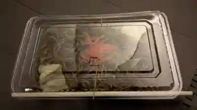 旭川神社の食事