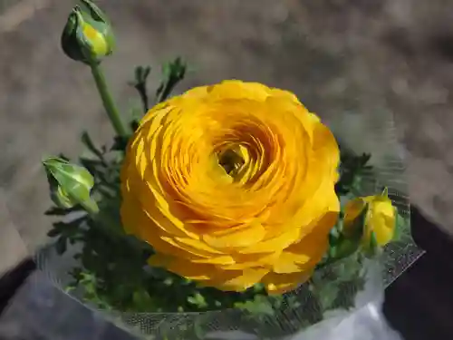 今市報徳二宮神社の自然