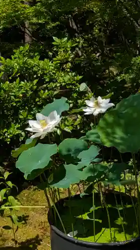 勝林寺(京都府)