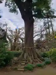 率土神社の自然