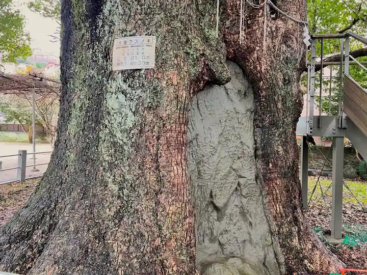 山王神社の自然
