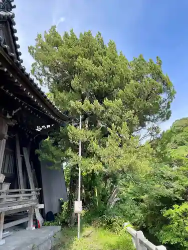 蛭子神社の自然
