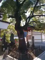 西新井大師総持寺の自然