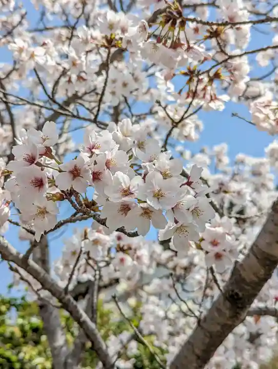 くろ谷 金戒光明寺(京都府)