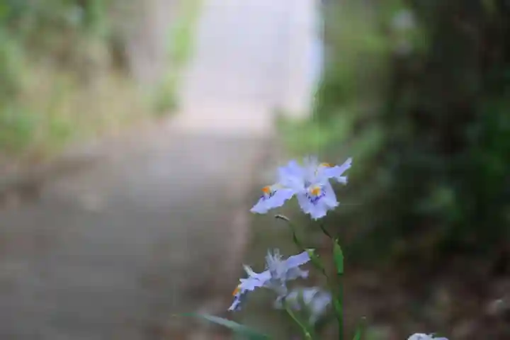 大六天麻王神社の自然