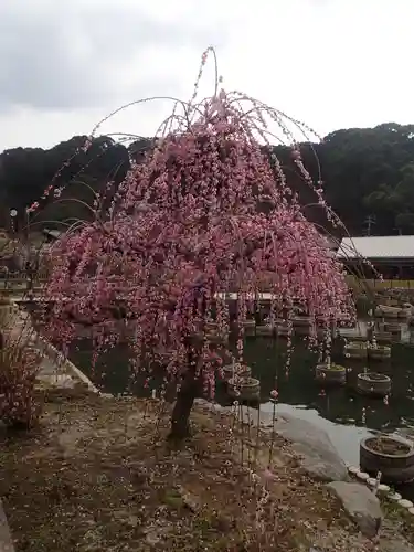 太宰府天満宮の自然