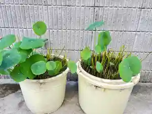 松本山 地福禅寺の自然(2022年08月31日(水) 22時01分23秒投稿)