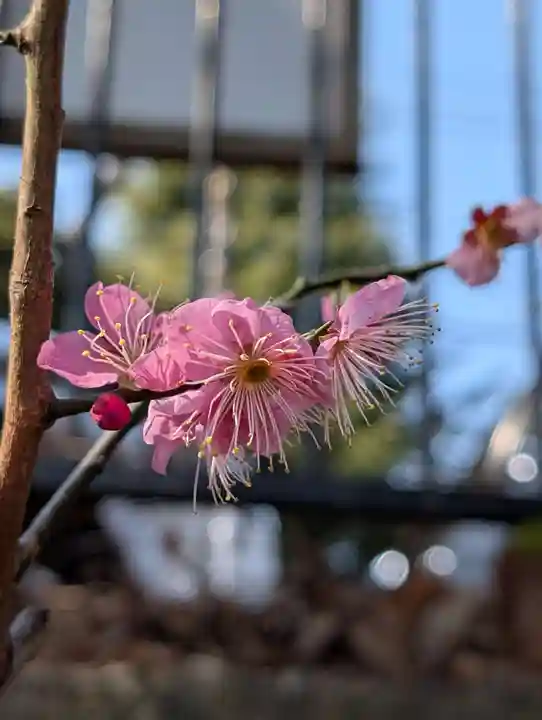 八幡神社(神奈川県)