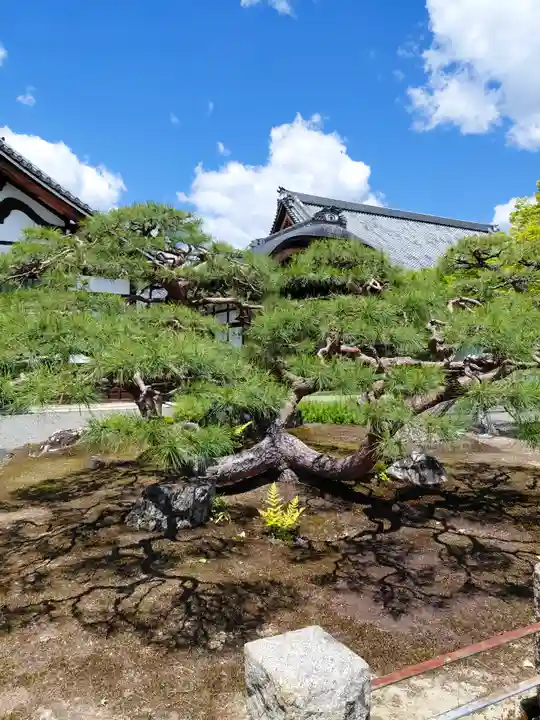 妙覺寺(妙覚寺)(京都府)