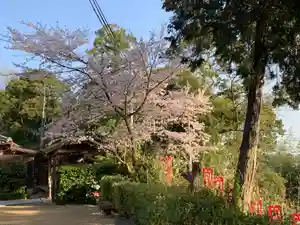 牟禮山観音禅寺の自然(2021年04月01日(木) 11時13分39秒投稿)