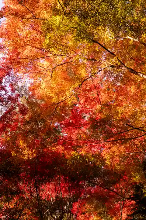 大矢田神社(岐阜県)
