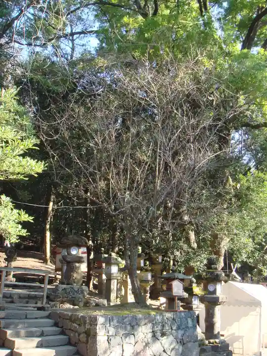 春日大社の自然