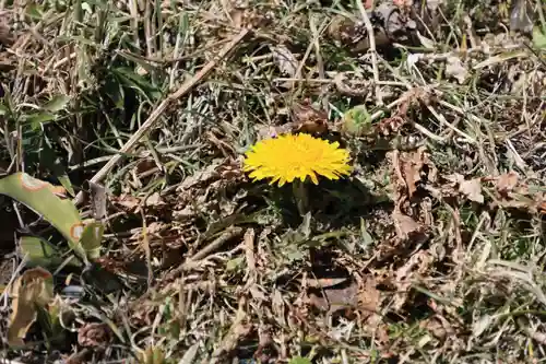 長屋神社の自然