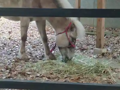 平塚八幡宮(神奈川県)