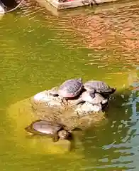 亀戸天神社の動物