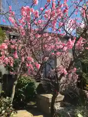 八坂神社の自然