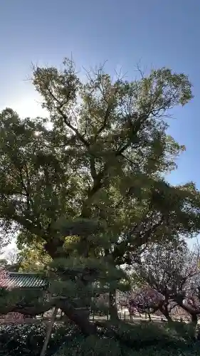 屯倉神社の{uncategorized: "未分類", other: "その他", undefined: "問題あり", building: "その他建物", grave: "お墓", sacred_gate: "鳥居", guardian: "狛犬", statue: "像", buddha: "仏像", history: "歴史", nature: "自然", garden: "庭園", animal: "動物", pagoda: "塔", temizu: "手水舎", mountain_gate: "山門・神門", sanctuary: "本殿・本堂", subordinate: "末社・摂社", art: "芸術", scenery: "景色", jizo: "地蔵", ema: "絵馬", goshuin: "御朱印", omikuji: "おみくじ", items: "授与品その他", amulet: "お守り", goshuincho: "御朱印帳", eats: "食事", festival: "お祭り", votive_dance: "神楽", shichigosan: "七五三参", wedding: "結婚式", experience: "体験その他", initially: "初詣", around: "周辺", anti_infection: "感染症対策"}