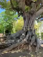 熊野神社(千葉県)