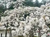 大原野神社の{uncategorized: "未分類", other: "その他", undefined: "問題あり", building: "その他建物", grave: "お墓", sacred_gate: "鳥居", guardian: "狛犬", statue: "像", buddha: "仏像", history: "歴史", nature: "自然", garden: "庭園", animal: "動物", pagoda: "塔", temizu: "手水舎", mountain_gate: "山門・神門", sanctuary: "本殿・本堂", subordinate: "末社・摂社", art: "芸術", scenery: "景色", jizo: "地蔵", ema: "絵馬", goshuin: "御朱印", omikuji: "おみくじ", items: "授与品その他", amulet: "お守り", goshuincho: "御朱印帳", eats: "食事", festival: "お祭り", votive_dance: "神楽", shichigosan: "七五三参", wedding: "結婚式", experience: "体験その他", initially: "初詣", around: "周辺", anti_infection: "感染症対策"}