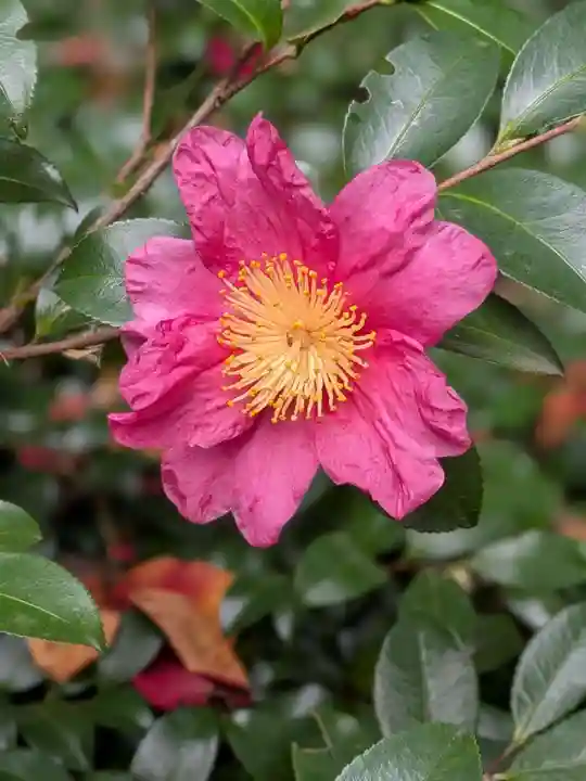 赤坂氷川神社(東京都)