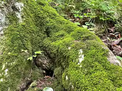 護国観音（大渕寺）の自然