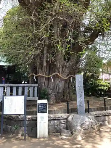 鶴嶺八幡宮の自然