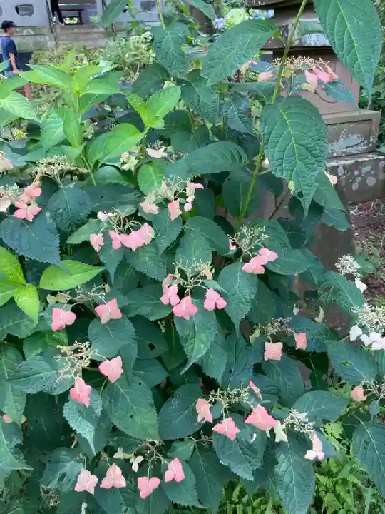 妙楽寺(神奈川県)
