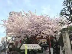 蒲田八幡神社の自然