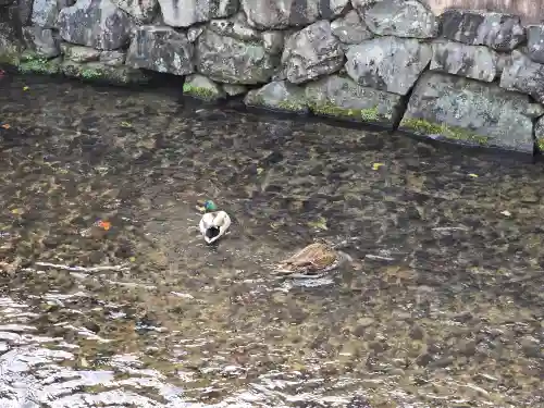 藤木社（賀茂別雷神社末社）(京都府)