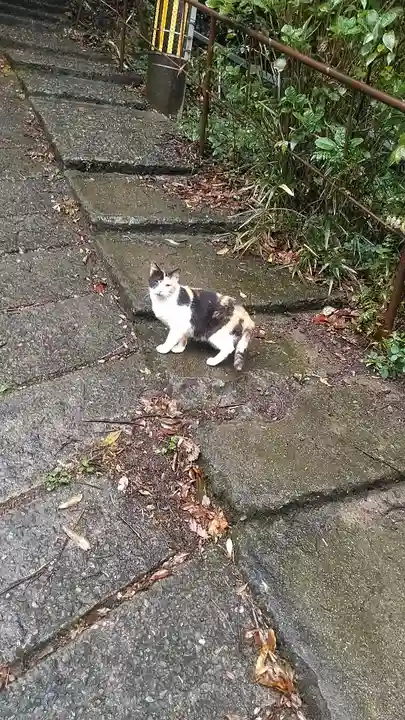 瀧の観音寺の動物