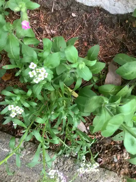 玉野御嶽神社の自然