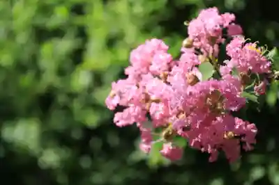 當麻寺中之坊の自然