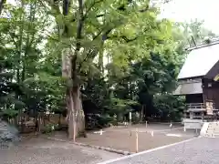 旭川神社の自然