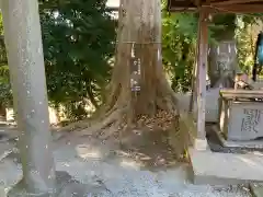 山田神社の自然