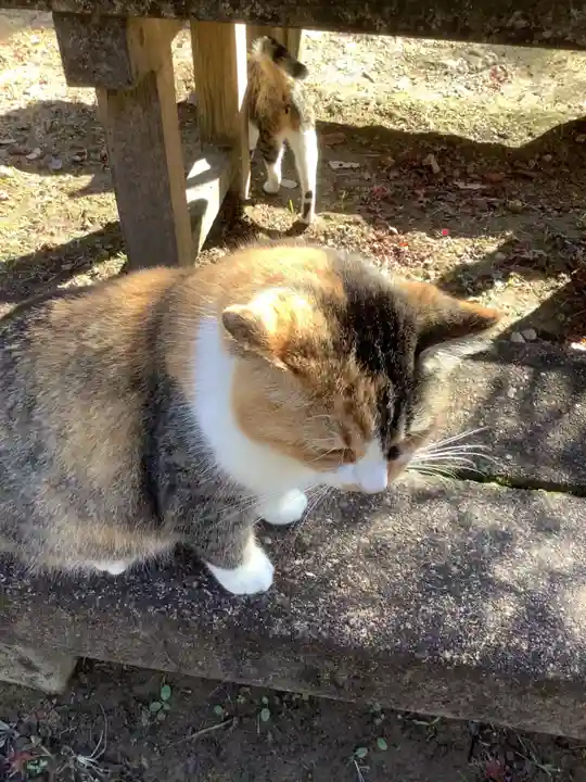 玉野御嶽神社の動物