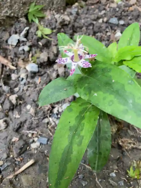 比叡山延暦寺の自然