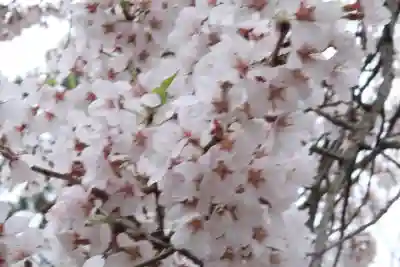 高麗神社の{uncategorized: "未分類", other: "その他", undefined: "問題あり", building: "その他建物", grave: "お墓", sacred_gate: "鳥居", guardian: "狛犬", statue: "像", buddha: "仏像", history: "歴史", nature: "自然", garden: "庭園", animal: "動物", pagoda: "塔", temizu: "手水舎", mountain_gate: "山門・神門", sanctuary: "本殿・本堂", subordinate: "末社・摂社", art: "芸術", scenery: "景色", jizo: "地蔵", ema: "絵馬", goshuin: "御朱印", omikuji: "おみくじ", items: "授与品その他", amulet: "お守り", goshuincho: "御朱印帳", eats: "食事", festival: "お祭り", votive_dance: "神楽", shichigosan: "七五三参", wedding: "結婚式", experience: "体験その他", initially: "初詣", around: "周辺", anti_infection: "感染症対策"}