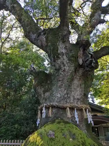 熱田神宮の自然