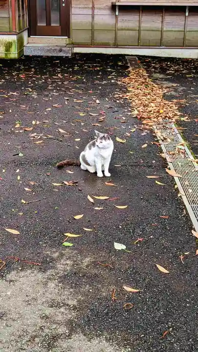 大宮・大原神社の動物