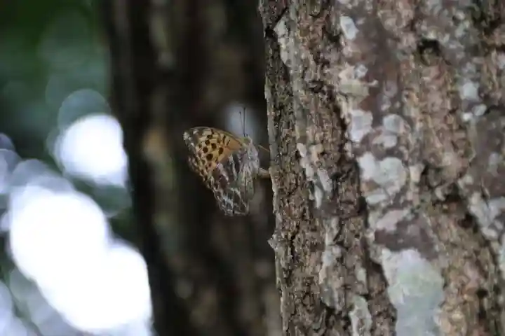 鹿島大神宮の自然