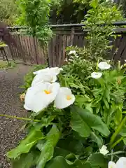 沙沙貴神社の自然