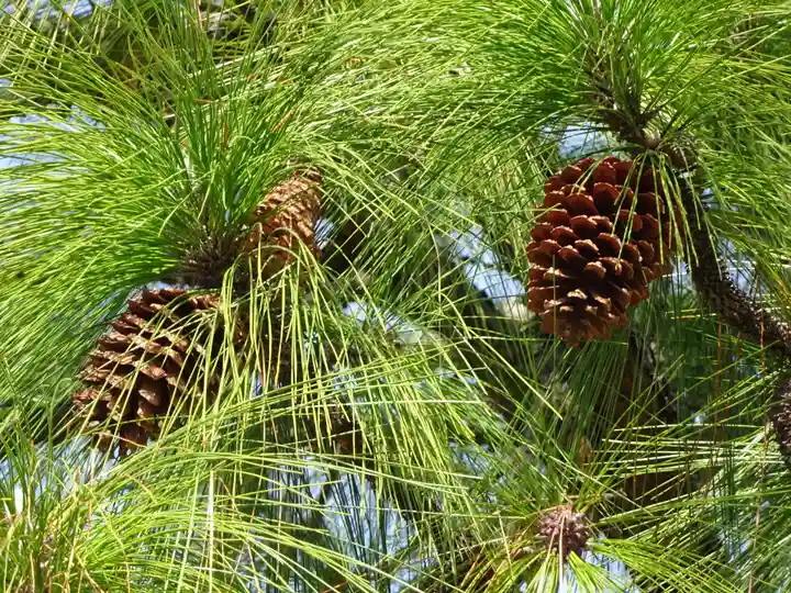 時宗総本山 遊行寺(正式:清浄光寺)の自然