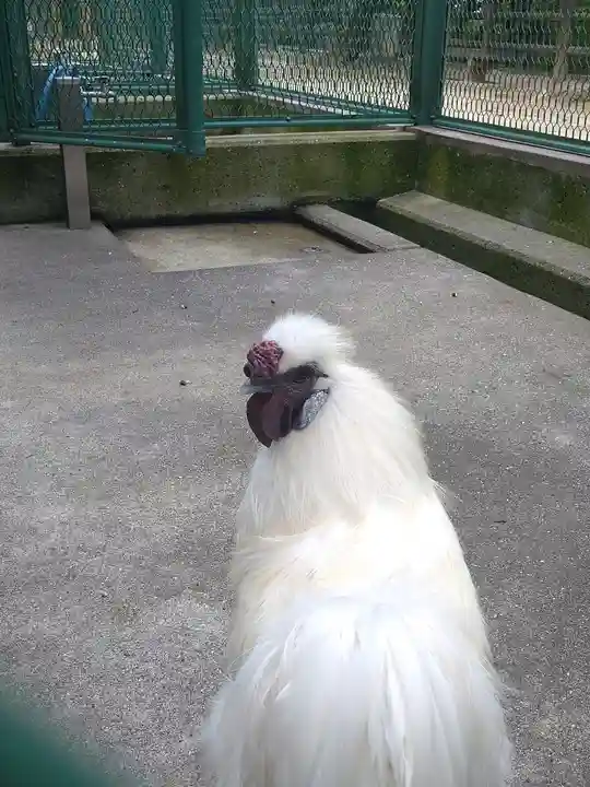 阿智神社の動物