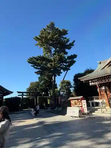中野沼袋氷川神社(東京都)