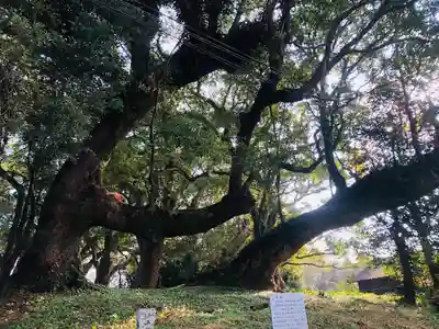 大汝牟遅神社の自然