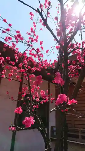 天沼八幡神社の自然