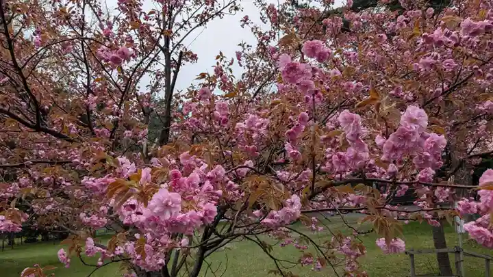 札幌護國神社の自然