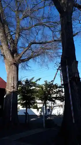 中の島神社の自然