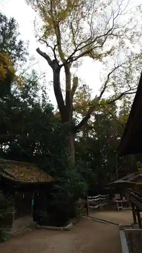 宇治上神社の自然