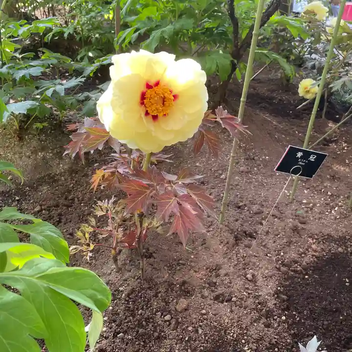 上野東照宮の自然